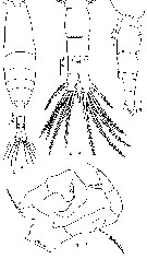 Espce Acartia (Acanthacartia) steueri - Planche 7 de figures morphologiques